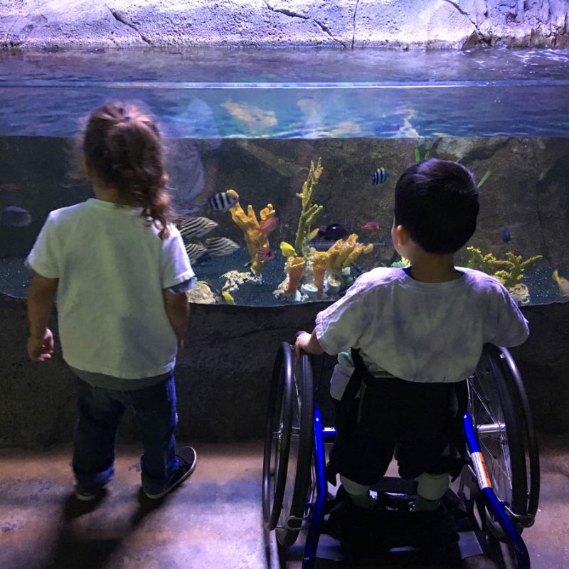 Un chico en silla de ruedas y una chica miran dentro de un acuario.